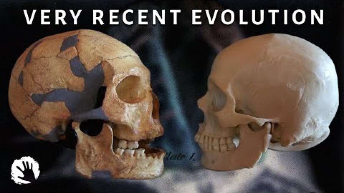 Why did our brains shrink?