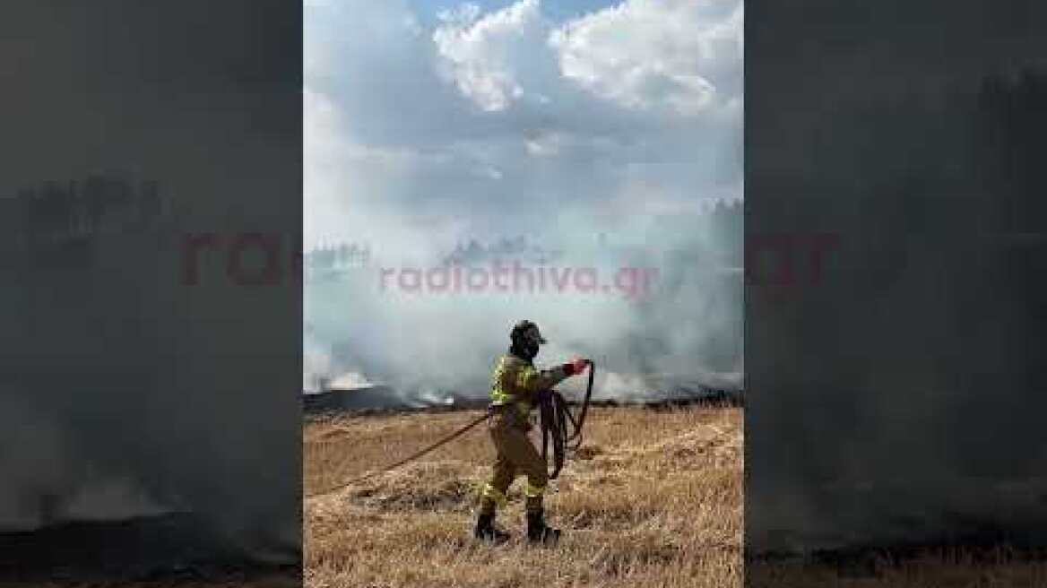 Μάχη δίνεται για να μην περάσει η πυρκαγιά στη Θήβα στο δάσος του Μοσχοποδίου