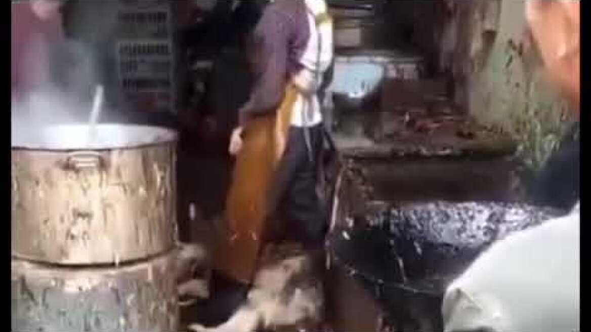 YULIN DOG MEAT FESTIVAL 2020 must end! DOGMEATFIGHTERS