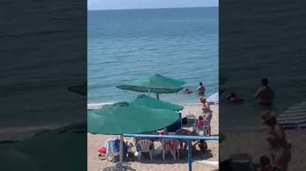 Δελφίνια κολυμπούν δίπλα στον κόσμο στην παραλία Μάκρης Αλεξανδρούπολης