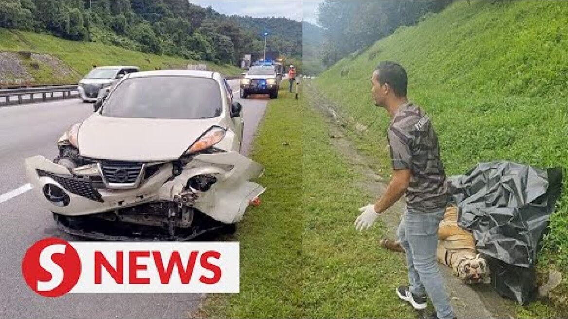 Malayan tiger killed by car on NSE