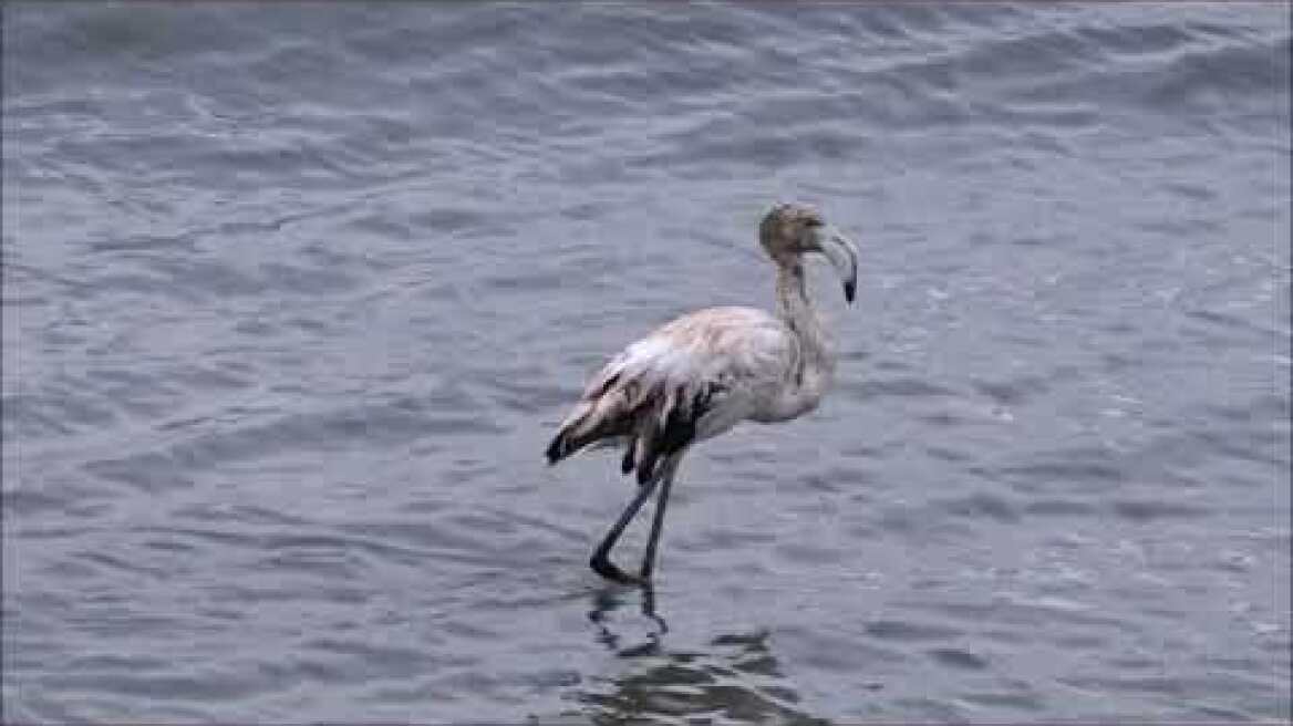 Ποδαρικό στην Άνδρο για το 2020 έκανε... ένα φλαμίνγκο!!!