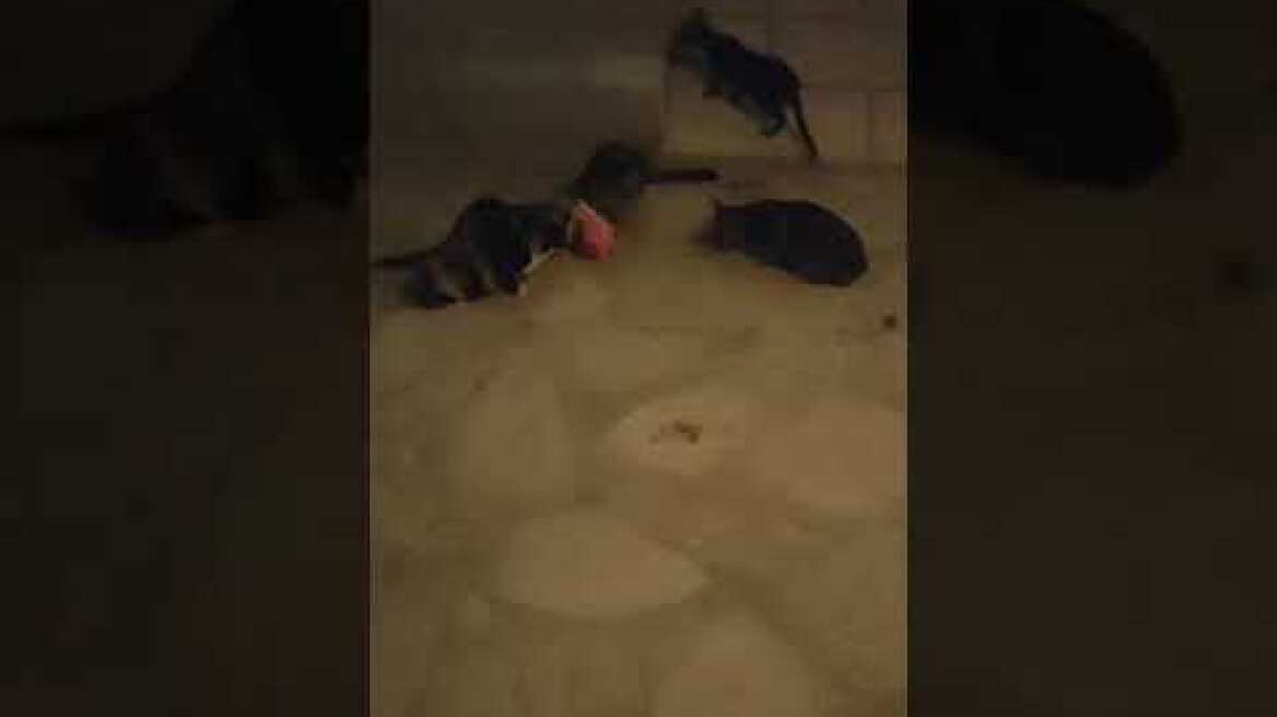 Οι γάτες στην Μονή Σινά