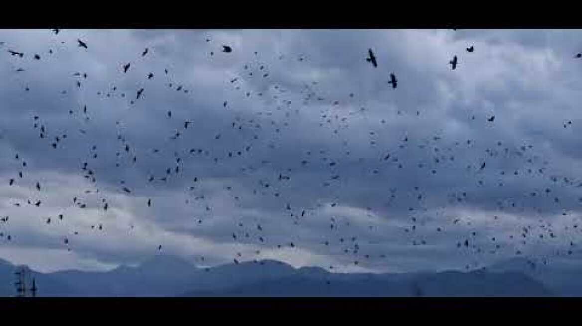 Τα πουλιά, στα Τρίκαλα 