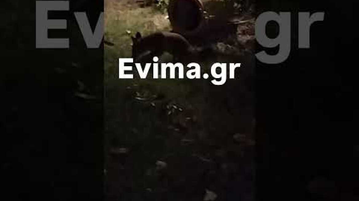 Η «viral» Αλεπού της Εύβοιας