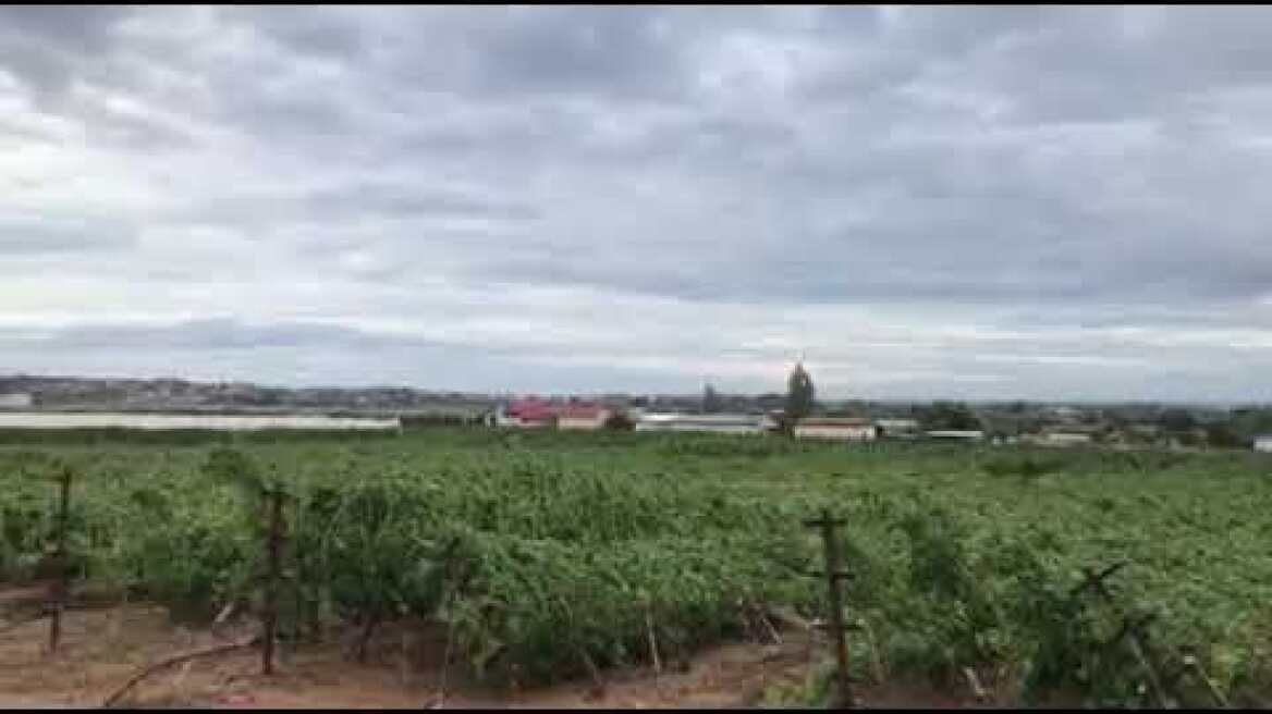 GrTimes- Χαλκιδική-Αμπέλια-Ζημιές