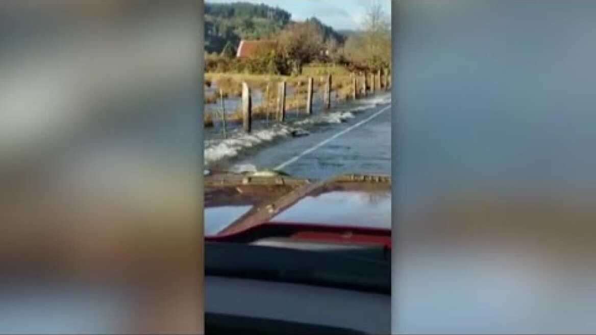 Video captures salmon swimming across a road in Washington state
