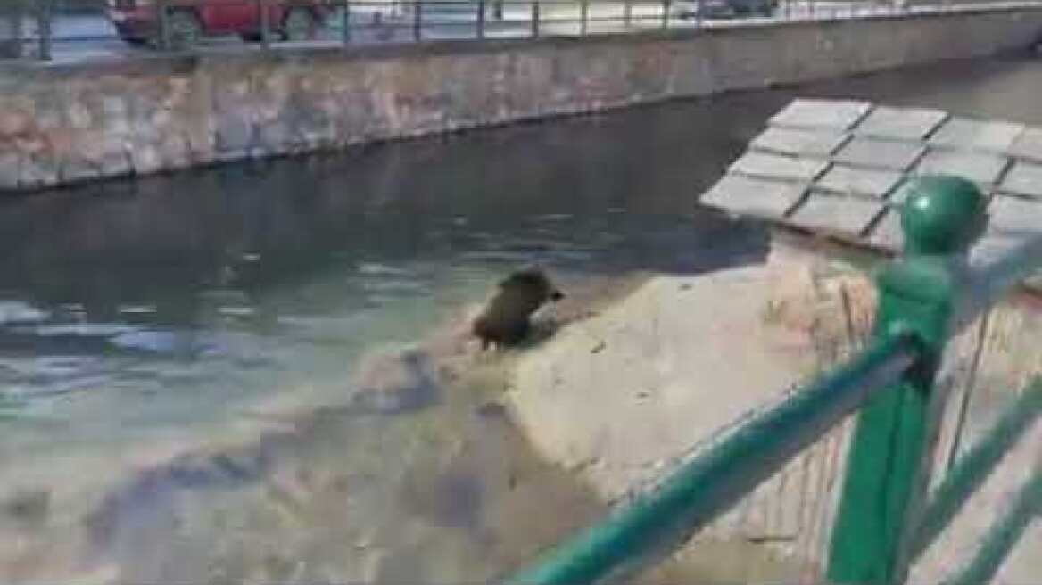 kozan.gr: Φλώρινα: Έκπληκτοι είδαν ένα αγριογούρουνο να διασχίζει τον ποταμό Σακουλέβα