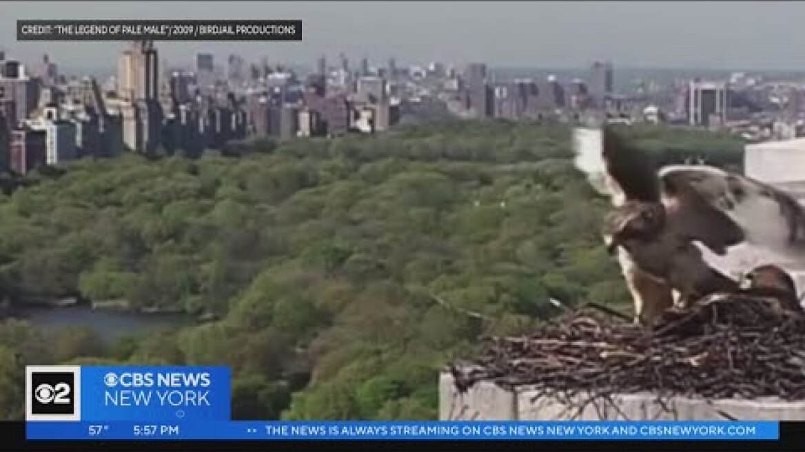 Pale Male, red-tailed hawk who nested above Fifth Avenue, dies
