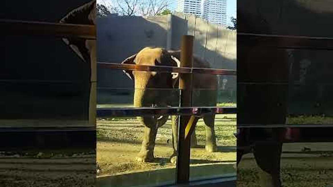 Elephant 🐘 Mali Manila Zoo