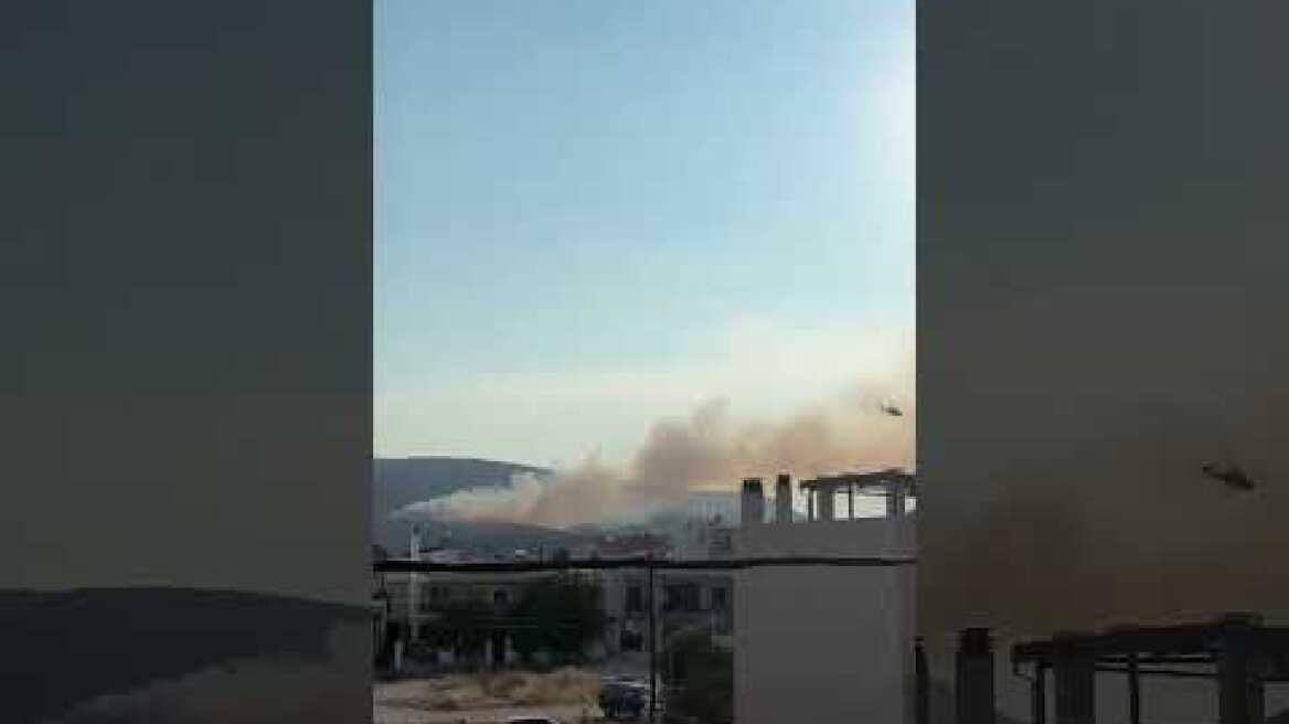 Φωτιά στα προάστια της πόλης του Βόλου #wildfire #volos #ntouthtv #fire #shortvideo #shorts #short