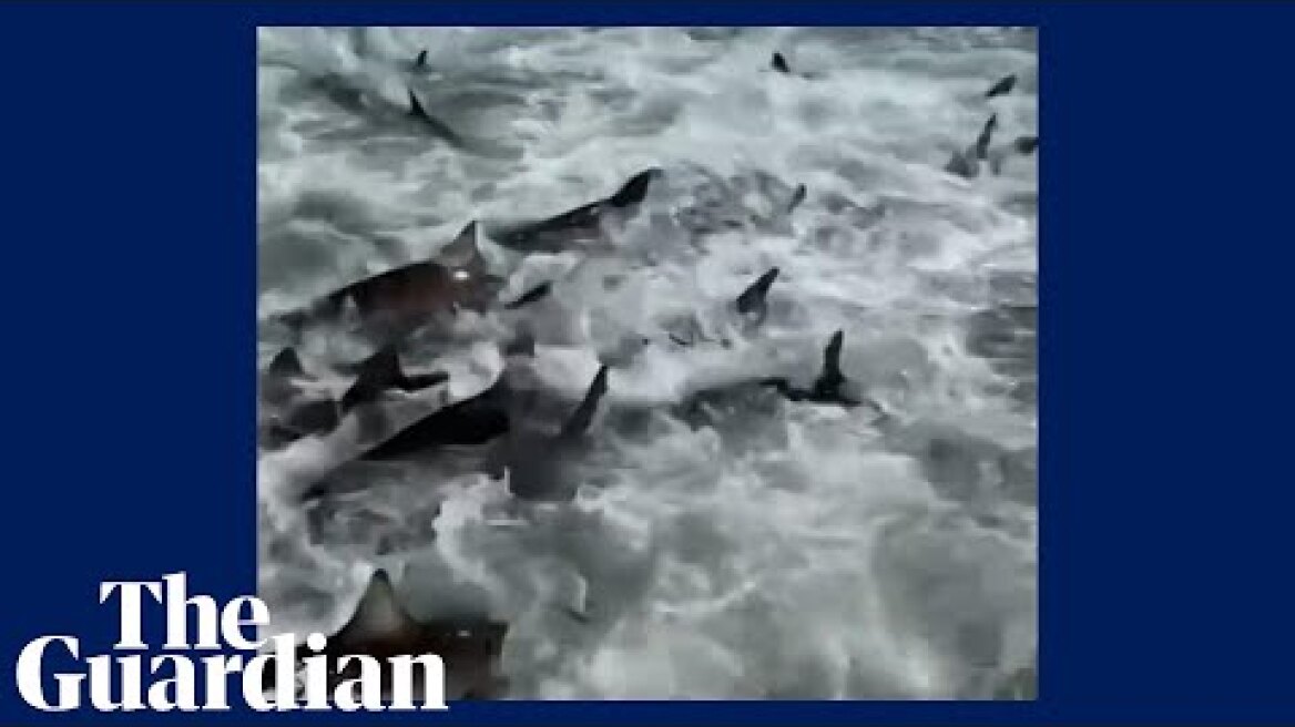 Footage captures moment fisher passes shark feeding frenzy