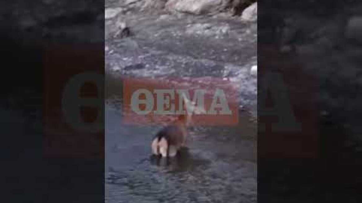 Λύκοι στην Ιπποκράτειο Πολιτεία (2)