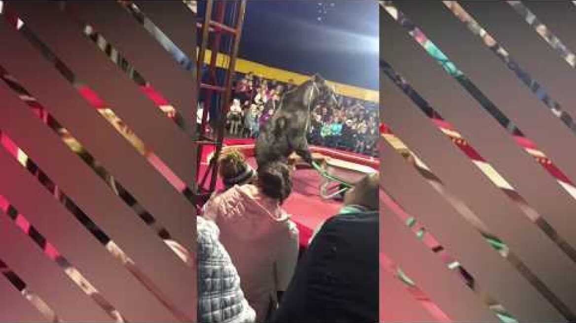 A bear attacked his trainer