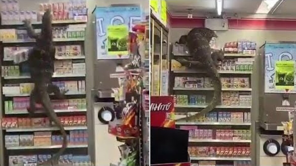Giant Lizard destroys supermarket in Thailand | what happened