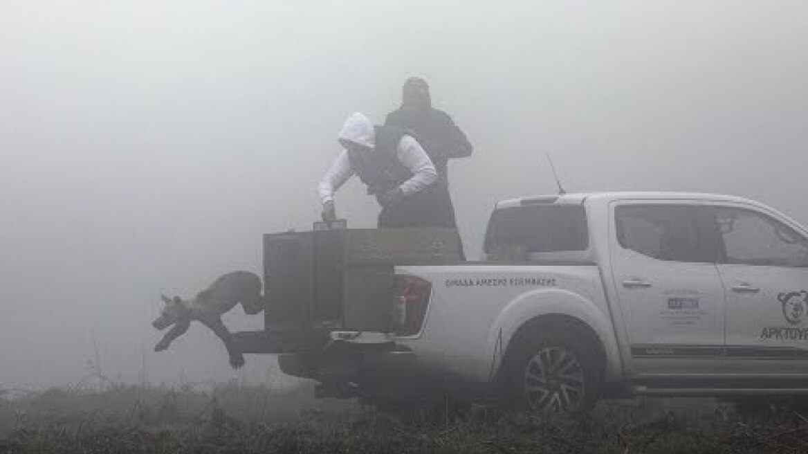Επιχείρηση επανένταξης 5 ορφανών αρκούδων