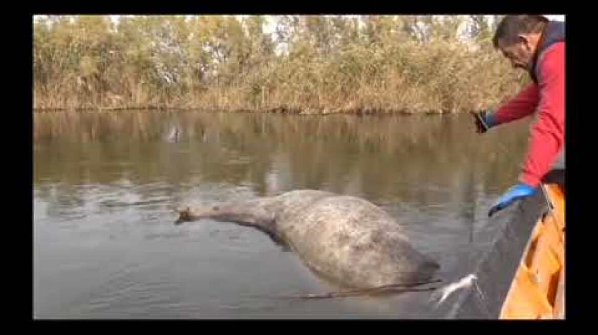 Νεκρά Άλογα στο Δέλτα του Έβρου #1