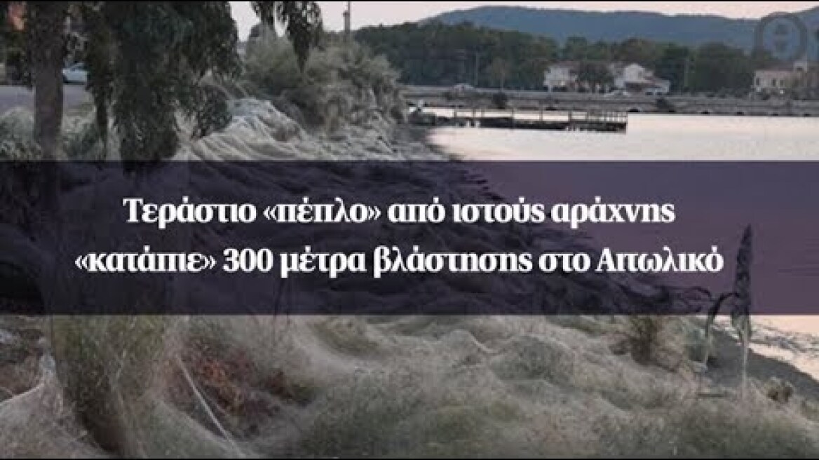 Τεράστιο «πέπλο» από ιστούς αράχνης «κατάπιε» 300 μέτρα βλάστησης στο Αιτωλικό