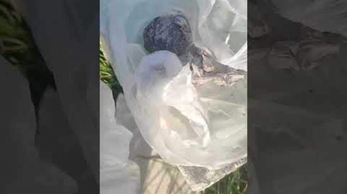 Τρεις συλλήψεις και κατάσχεση μισού κιλού ηρωίνης σε επιχείρηση της Δ.Α.Ο.Ε. στη Νέα Ζωή Ασπροπύργου