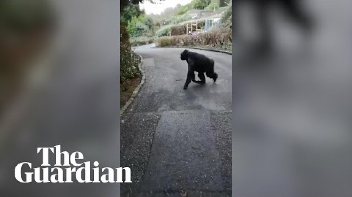 Chimps breaking out of Belfast zoo enclosure caught on camera