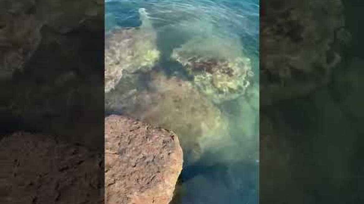 Θαλάσσια ρύπανση στην Βουλιαγμένη