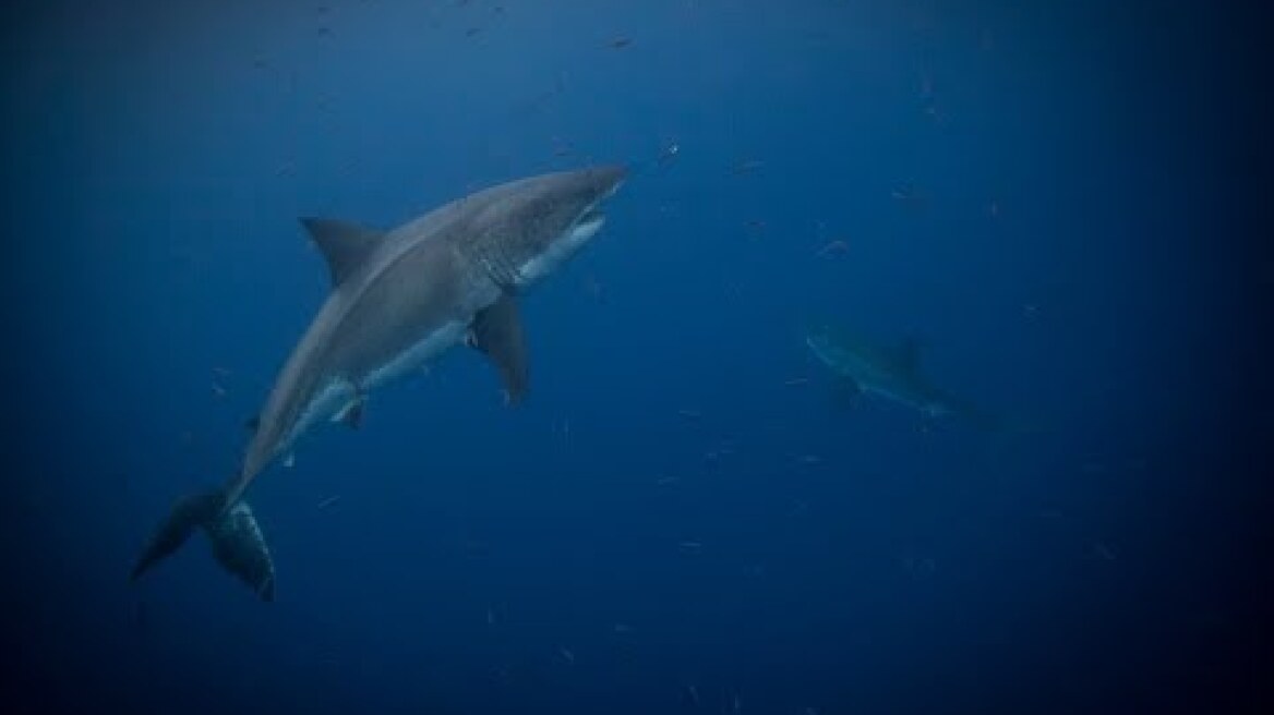 Shark Sightings Reported Off NYC Beaches
