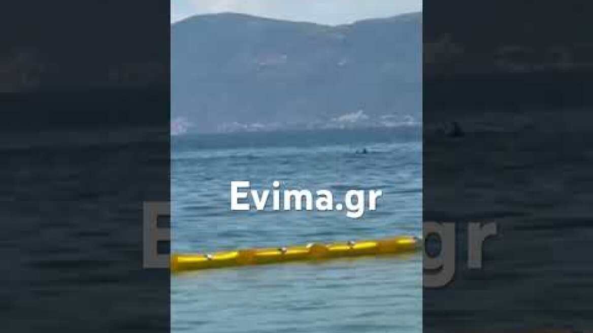 Δελφίνια σε παραλία της Εύβοιας