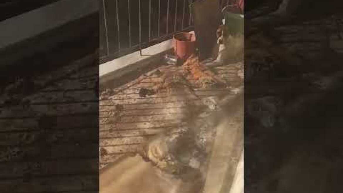 Σύλληψη ατόμου έπειτα από καταγγελία για παράβαση της νομοθεσίας που αφορά στην προστασία των ζώων