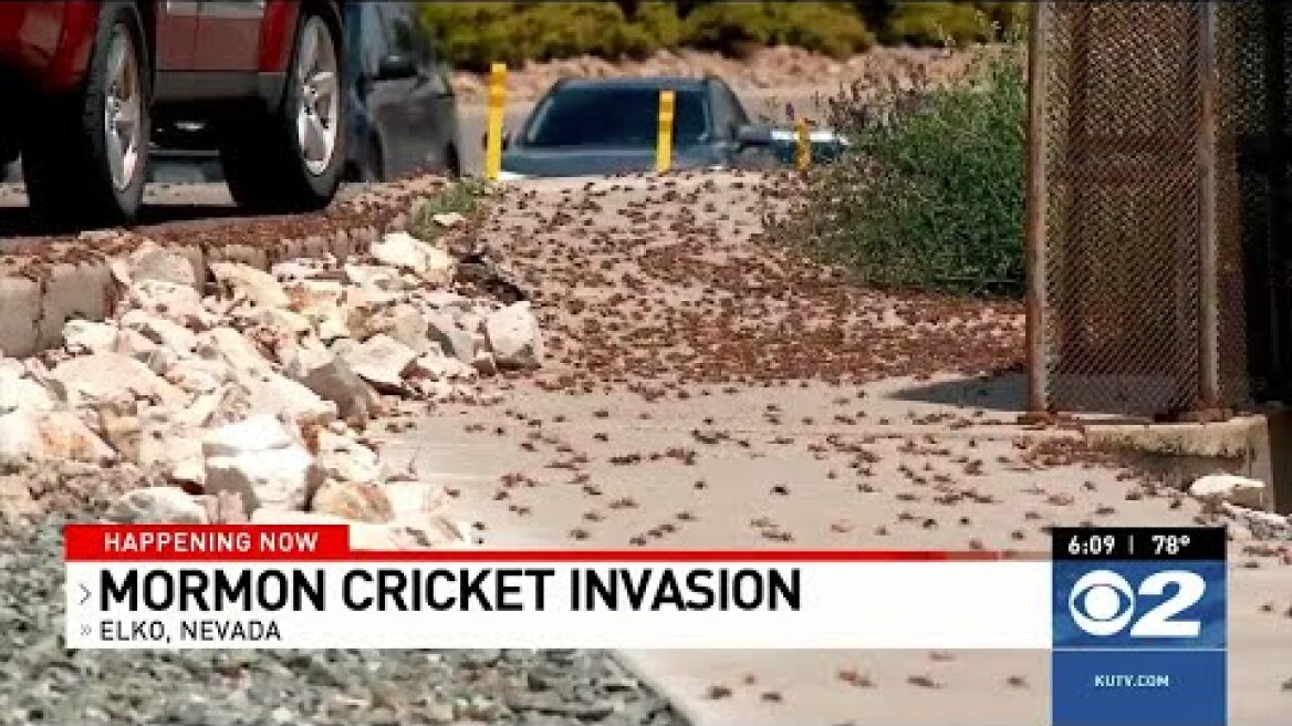 Mormon crickets create creepy, crawly nuisance in Elko invasion