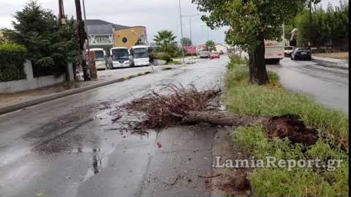 LamiaReport.gr: Δέντρο στην οδό Ταυγέτου μετά τη βροχή