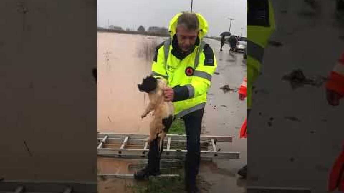 Διάσωση 4 σκυλιών στο Κατωχώρι Φαρσάλων