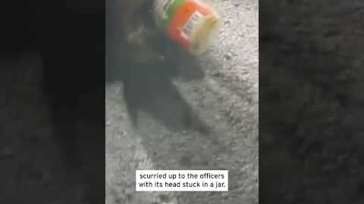 Raccoon With Its Head Stuck in Jar Runs to Police for Help #shorts