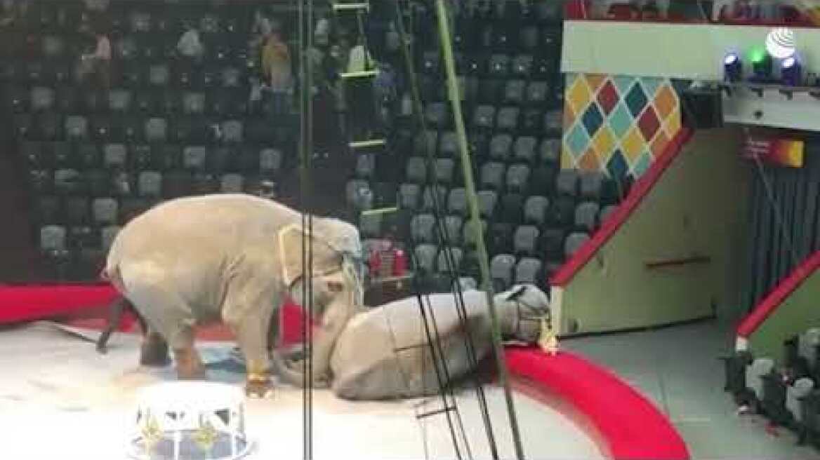 В Казани слоны подрались во время представления