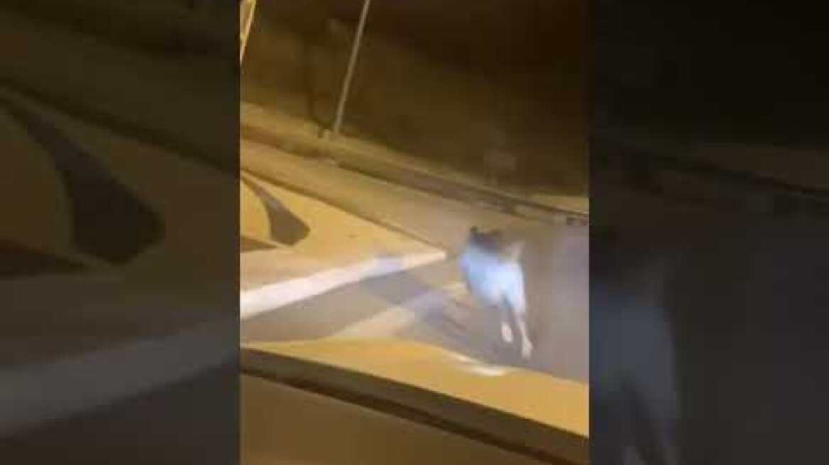 Τα έχασε ο οδηγός! Αγριογούρουνο στην Εθνική οδό Κορίνθου - Πατρών