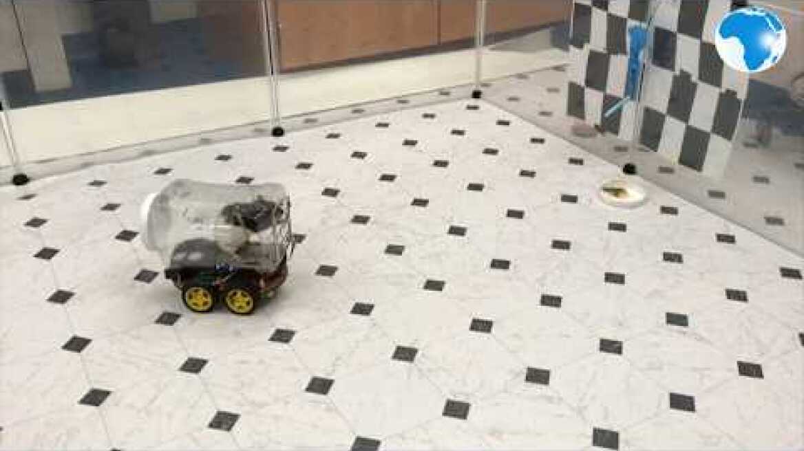Scientists successfully train rats to drive tiny cars