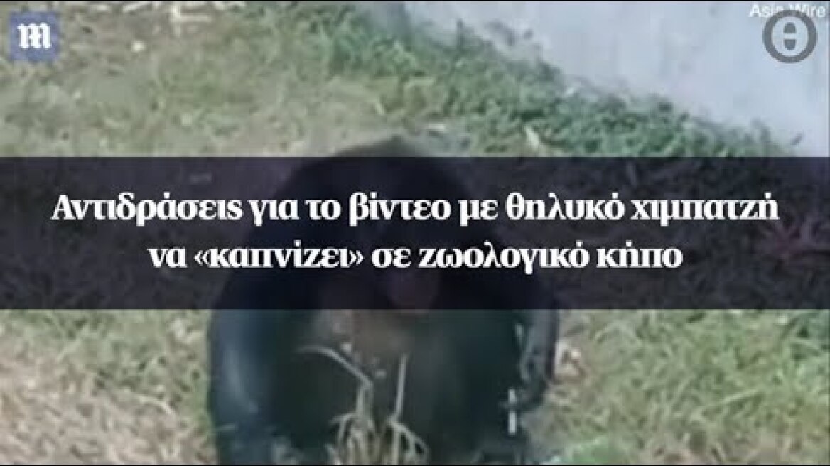 Αντιδράσεις για το βίντεο με θηλυκό χιμπατζή να «καπνίζει» σε ζωολογικό κήπο