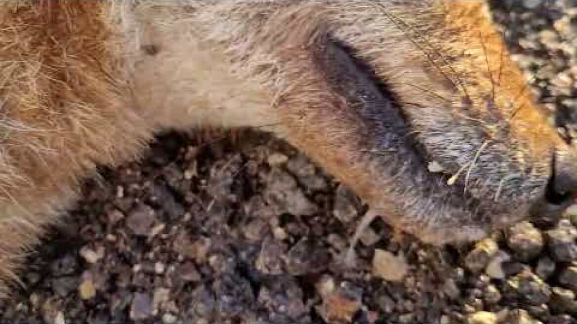 Περιβαλλοντικό έγκλημα: δηλητηριασμένα τσακάλια στη Στροφυλιά. 23/02/22