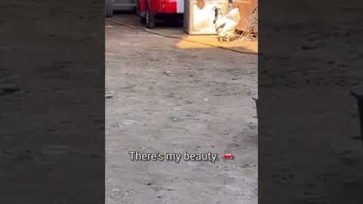 WATCH UNTIL THE END TO SEE MCGREGORS REACTION😂Hasbulla calls his chicken CONOR MCGREGOR😱 #shorts