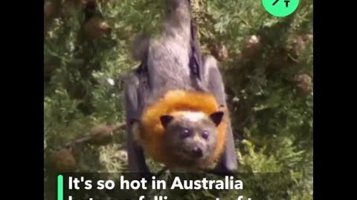Bats Collapsing in Australia Heatwave