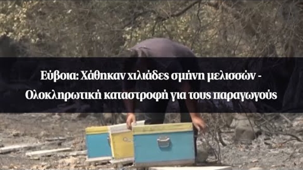 Εύβοια: Χάθηκαν χιλιάδες σμήνη μελισσών - Ολοκληρωτική καταστροφή για τους παραγωγούς