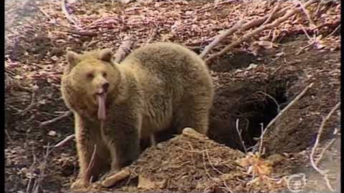 Αρκούδα ξυπνάει από χειμέριο ύπνο