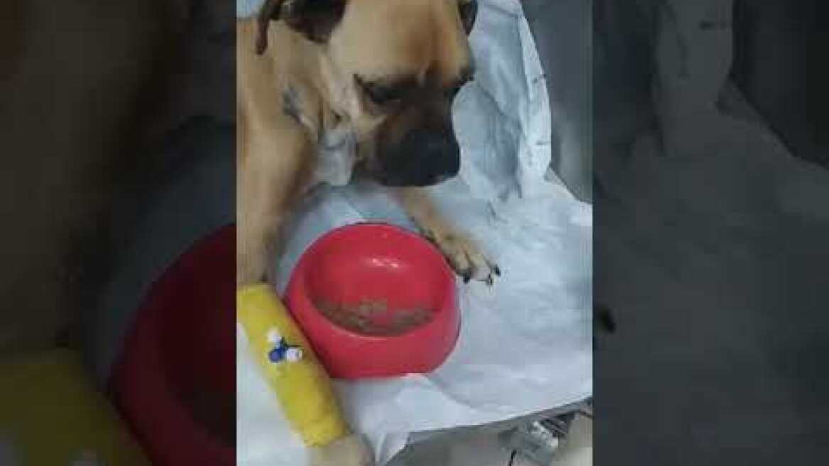 Η Νίκη από την Ζαχάρω άρχισε να τρώει