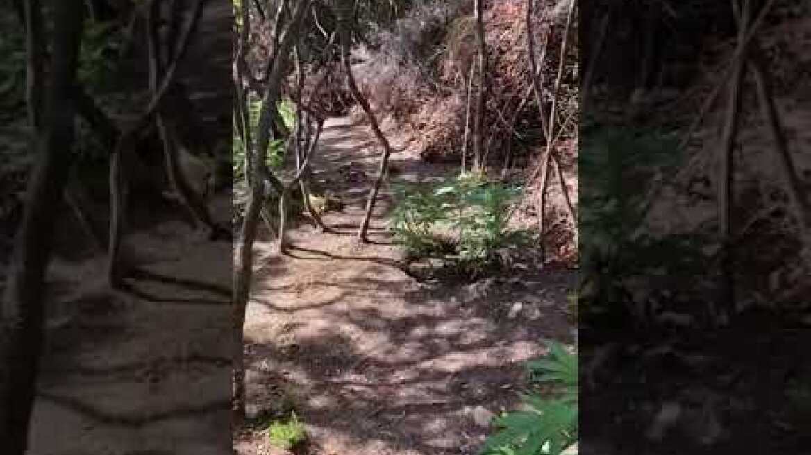 Εξάρθρωση εγκληματικής οργάνωσης καλλιέργειας φυτειών κάνναβης