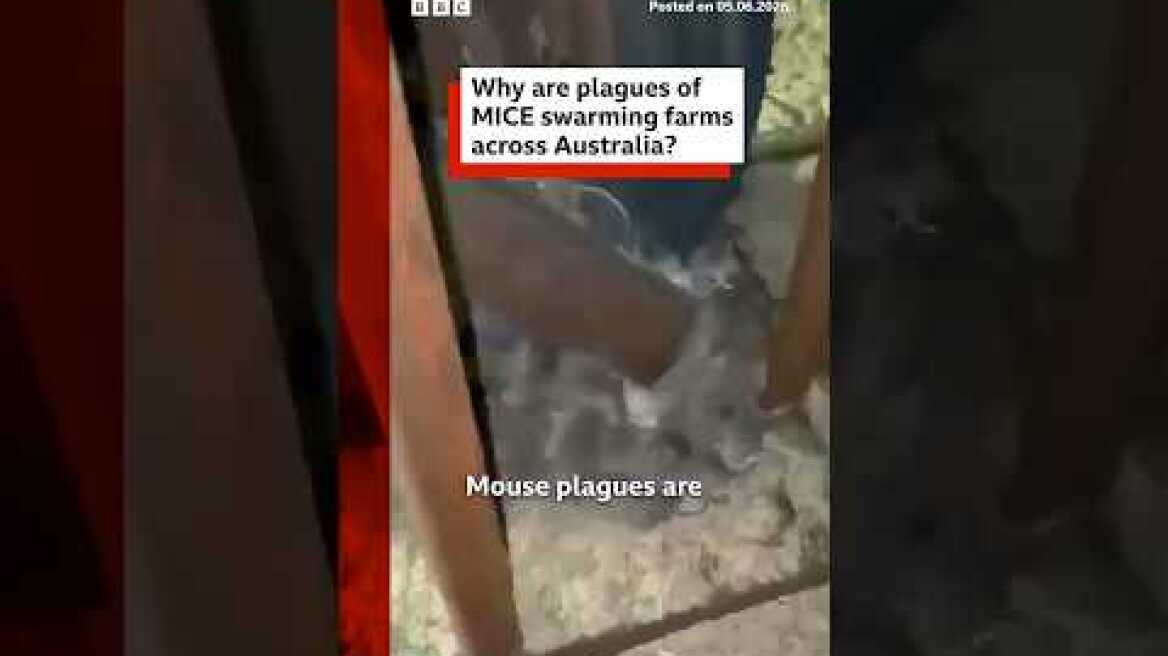 Plagues of mice terrorise farmers in Australia. #Australia #Mice #BBCNews
