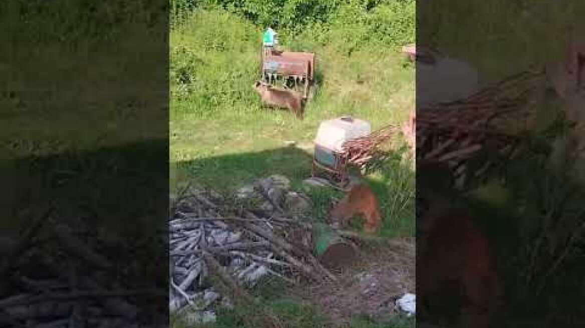 Αρκούδα στην Εορδαίας (1)