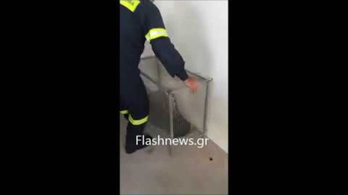 Γύπας χτύπησε σε λεωφορείο στην εθνική οδό Χανίων -Ρεθύμνου