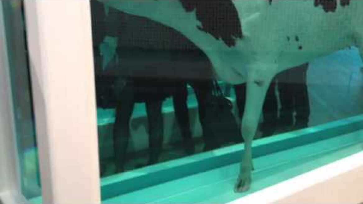 DAMIEN HIRST COW AT TATE MODERN LONDON.MOV