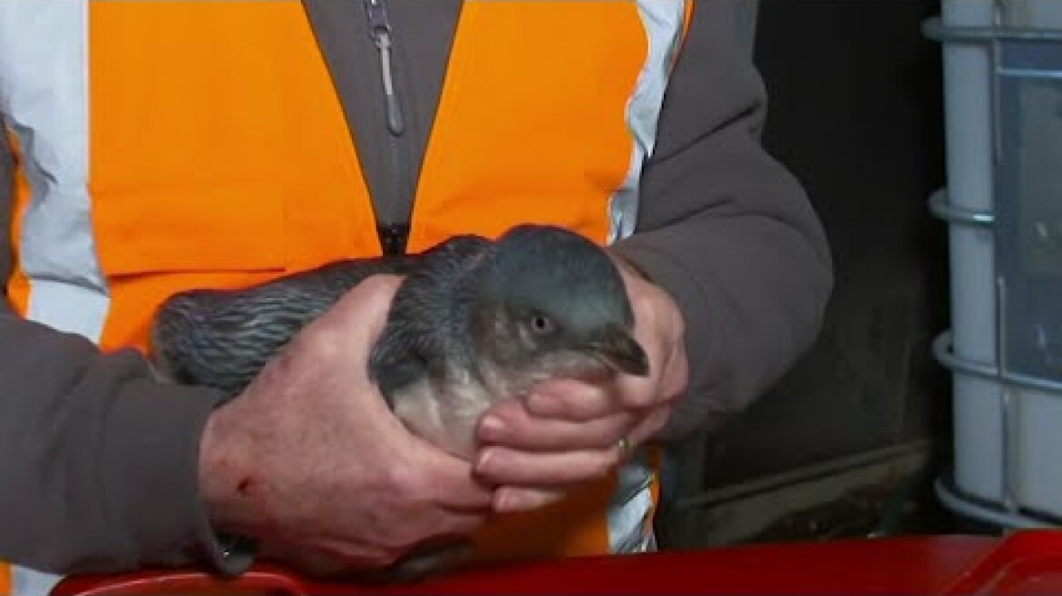 Peckish penguins pop by sushi shop