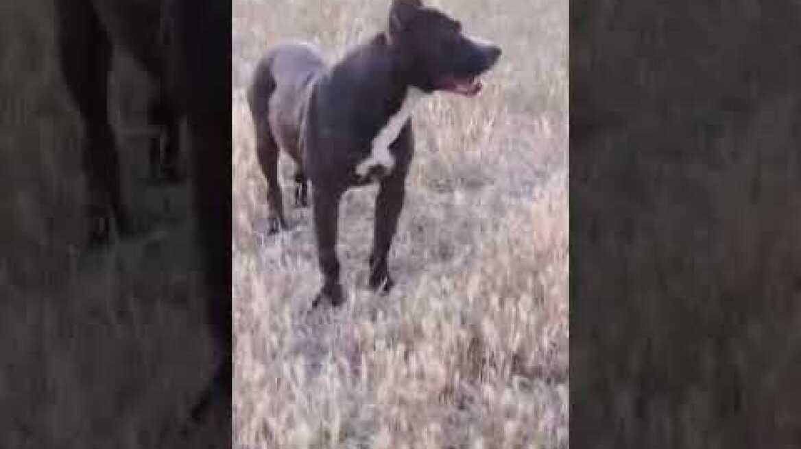 Θεσσαλονίκη πιτ μπουλ