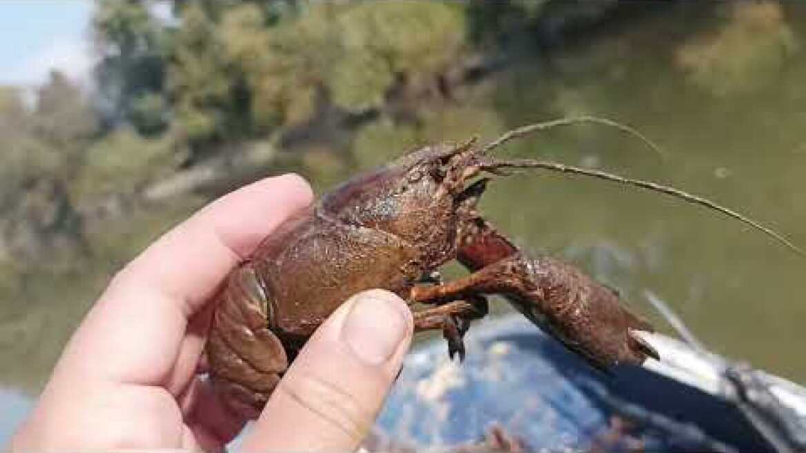Καβούρια και καραβίδες στον Πηνειό ποταμό